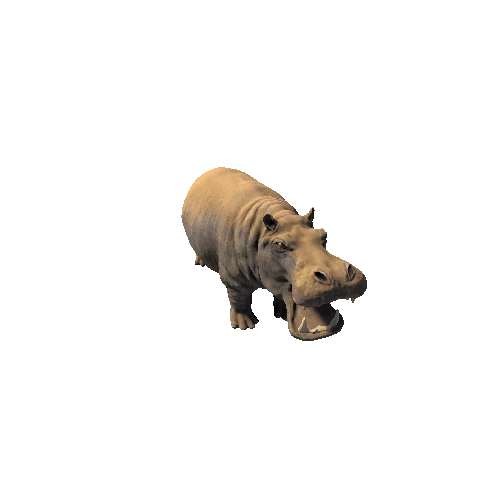 hippopotamus_SV_RM (1)